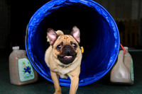 Agility April 2011