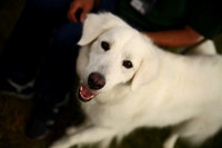 Delgado Animal Expo