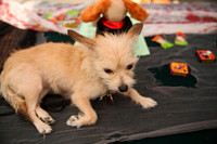 Delgado Animal Expo