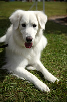Delgado Animal Expo