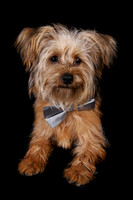 Charlie 6
