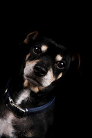 Charlie 7