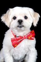 Biscuit 2
