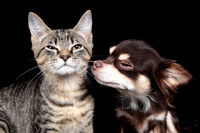 Benji, Chiquita, & Sunshine