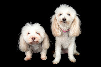 Benny & Stella