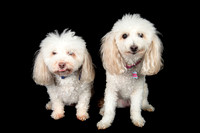 Benny & Stella