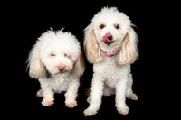 Benny & Stella