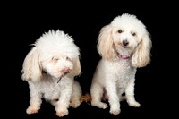 Benny & Stella