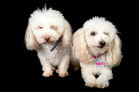 Benny & Stella