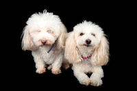 Benny & Stella