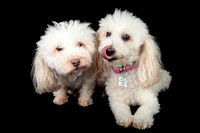 Benny & Stella