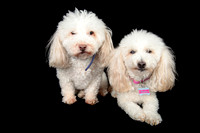 Benny & Stella