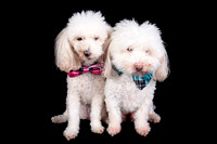 Benny & Stella