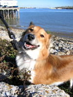 Beaujolais, Belle, Bisou, Jacques, Sauvignon