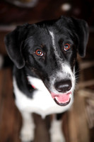 Lucy