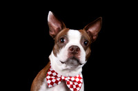 Penny, Roosevelt, & Smush