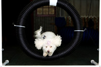 Agility April 2011
