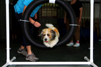 Agility April 2011