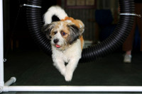 Agility April 2011