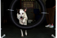 Agility April 2011
