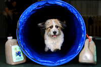 Agility April 2011