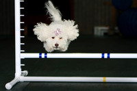 Agility April 2011