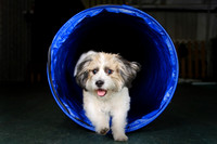 Agility April 2011