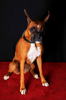Agility April 2011